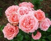 Роза флорибунда Кимоно, С 7, 30-40 см