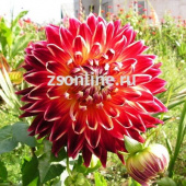 Георгин декоративный Акита (ярко-красный с оранжево-жёлтым центром, диаметр цветка 20см,1шт, I)