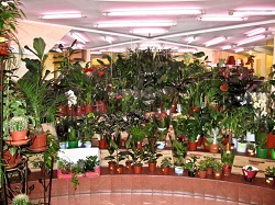 Магазин комнатных растений – особенности торговли через интернет.