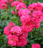 Роза почвопокровная Хайдетраум, Rosa (S) Heidetraum, 7 л, 30-40 см