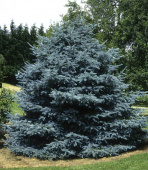 Ель колючая (Picea pungens Fat Albert) C5 30-50