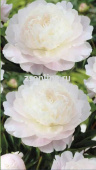 Пион травянистый Мунстоун (махровый,белый с розовым оттенком, диам.16см,среднепоздний, 1шт, 2-3)