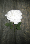 Бархатная роза белая 58 см