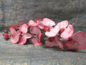 Орхидея бархатная розовая, 105 см