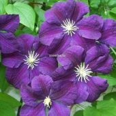 Клематис крупноцветковый Этуаль Виолетт 
