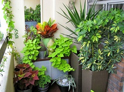 Тенелюбивые комнатные растения для вашей квартиры и офиса