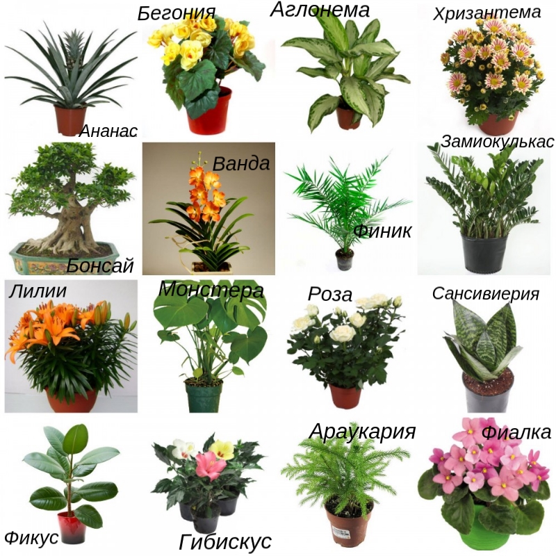 комнатные растения цветущие растения-статья 12.jpg