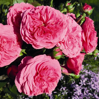 Роза Тантау флорибунда Баронесса (насыщенно-розовый, густомахровый)