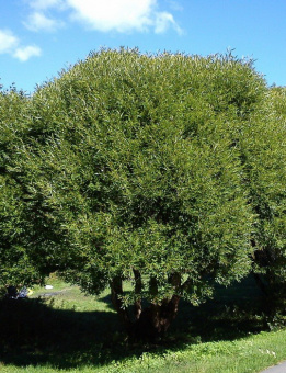 Ива Шаровидная Salix, 3 л, 20-30 см